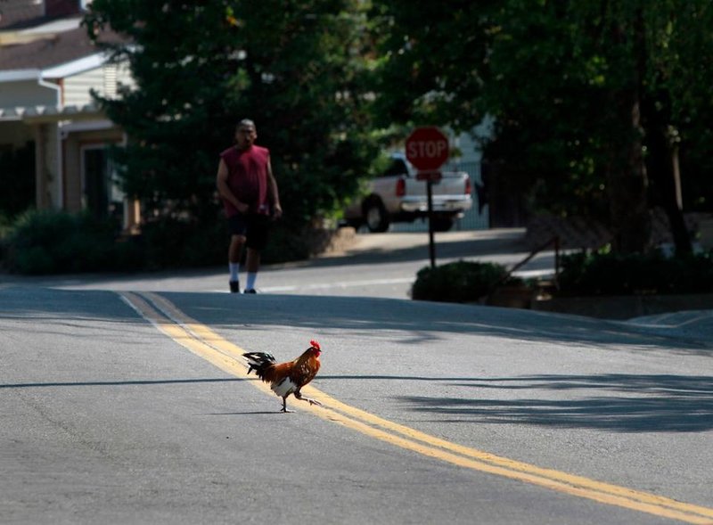 Best chicken road online in Spain